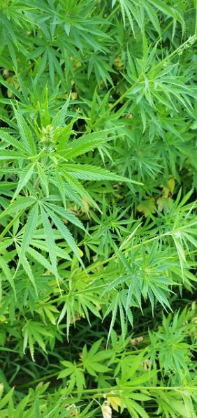 State of Illinois announces that Olive-Harvey College and Wright College are inaugural recipients of a Cannabis Community College Vocational Pilot Program license